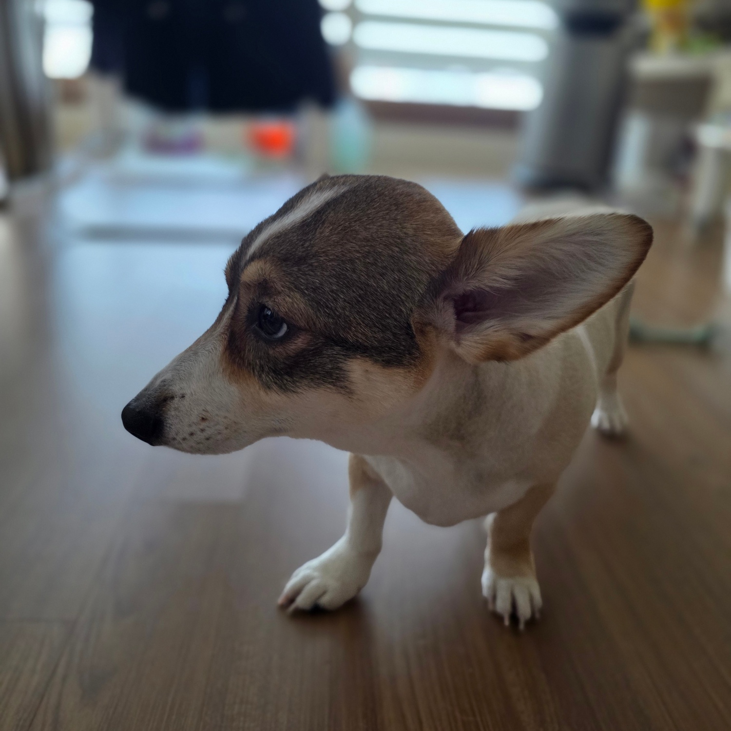 팝업